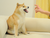Feisty Doge NFT Feisty Doge NFT